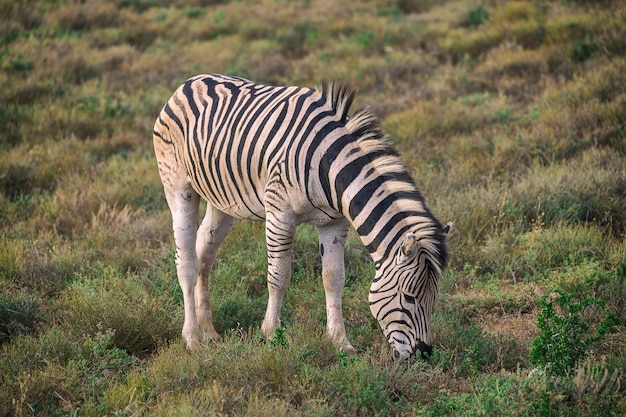 Zebry źrebięcia łasowania Trawa W Addo Parku Narodowym, Południowa Afryka