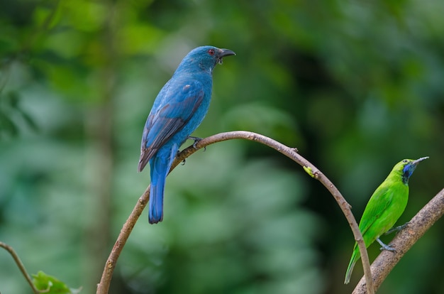 Żeńska Azjatka Wróżka Bluebird (Irena puella)