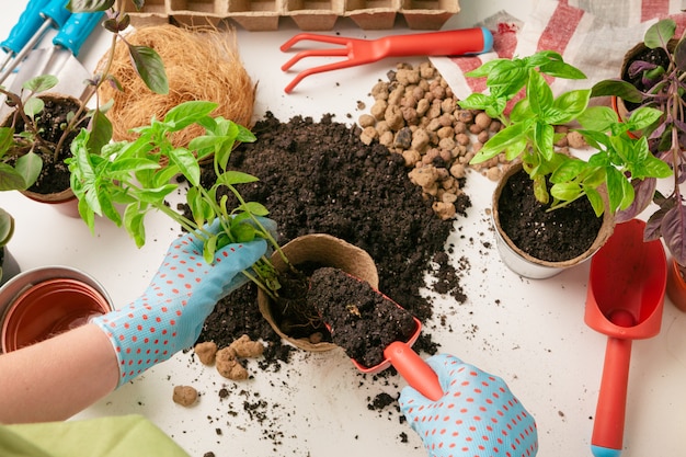 Żeńska ogrodniczka układa rośliny w domu przy użyciu narzędzi