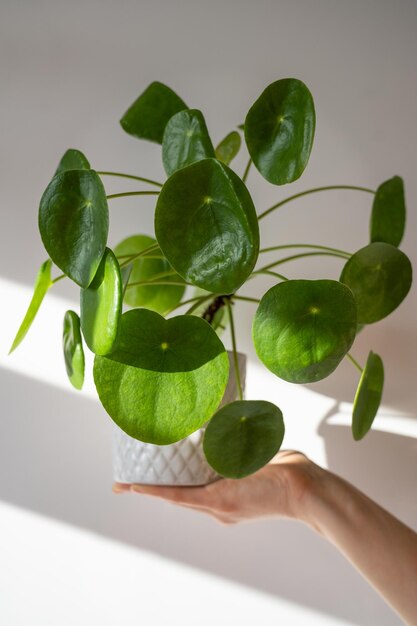 Żeńska ręka trzyma doniczka z soczystym pilea peperomioides roślina pieniędzy hobby roślina doniczkowa