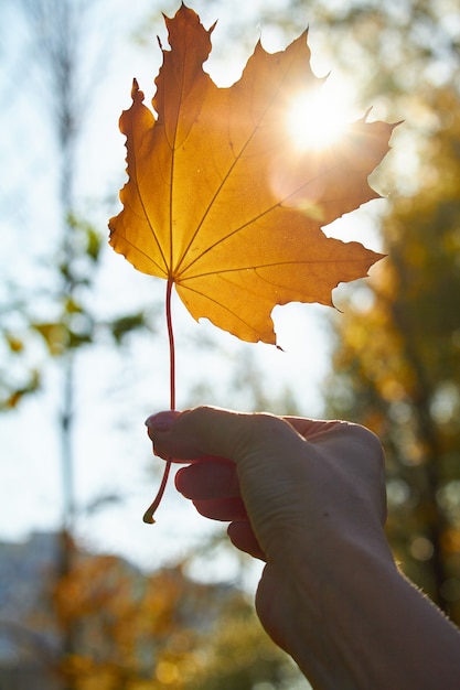 Żeńska ręka trzyma pomarańczowego jesień liść przed jesień lasem i słońcem, selekcyjna ostrość