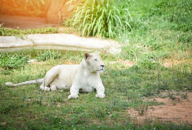 Żeński Biały Lew Kłama Relaksować Na Trawy Pola Safari