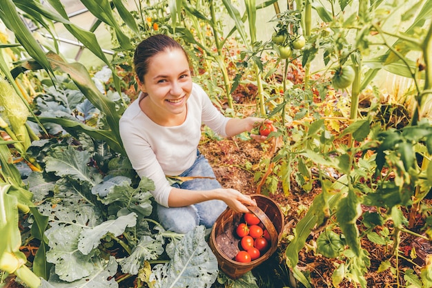 Żeński robotnik rolny zbiera dojrzałych pomidory