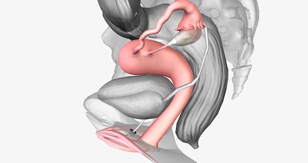 Zdjęcie Żeński układ rozrodczy znajduje się w pobliżu pęcherza moczowego i jest bezpośrednio związany z układem moczowym