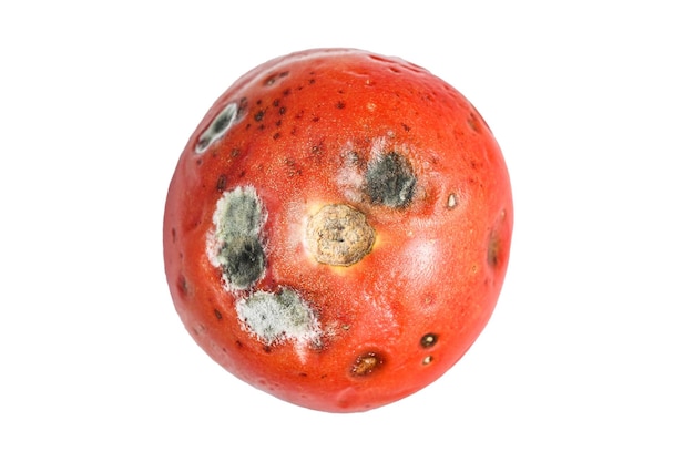 Zepsuty zgniły pomidor Odizolowywający na białym tle
