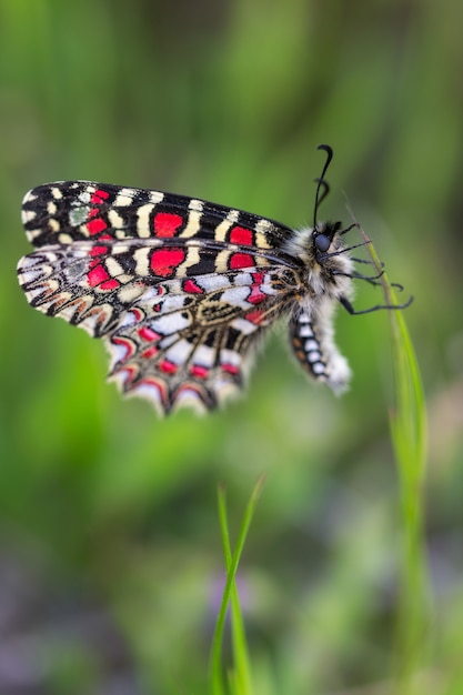 Zerynthia Rumina