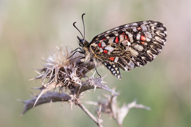 Zerynthia Rumina