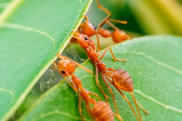 zespół akcji czerwonych mrówek pracuje nad zbudowaniem gniazdka na zielonym liściu w ogrodzie wśród zielonych liści