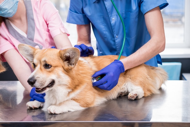 Zespół weterynarzy bada chorego psa corgi za pomocą stetoskopu