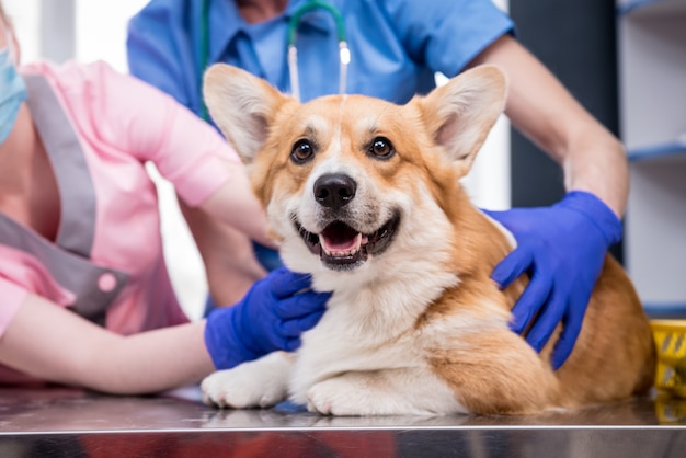 Zespół weterynarzy badający zęby i pysk chorego psa corgi