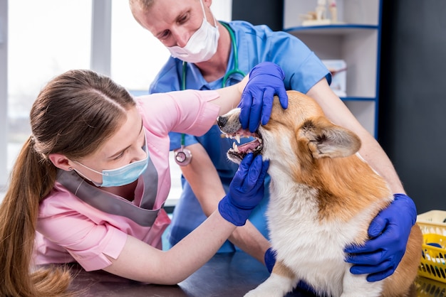 Zdjęcie zespół weterynarzy badający zęby i pysk chorego psa corgi