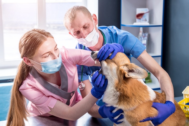 Zespół weterynarzy badający zęby i pysk chorego psa corgi
