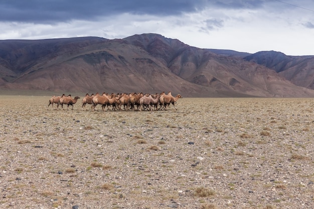 Zespół wielbłądów w stepie z górami w tle. Ałtaj, Mongolia