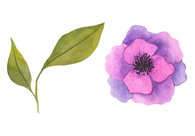 Zestaw akwarela kwiaty ręcznie rysowane ilustracja botaniczna kwiatów i liści w kolorze magenta