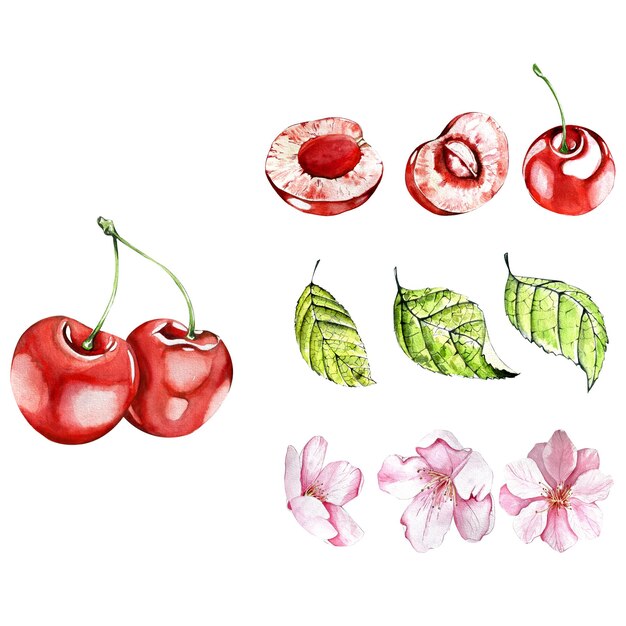 Zestaw akwarelowych ilustracji wiśni soczystych jasnych jagód wiśniowych z kwiatami i liśćmi do projektowania