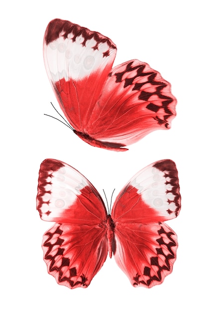 Zestaw czerwonych motyli na białym tle na białym tle. Zdjęcie wysokiej jakości