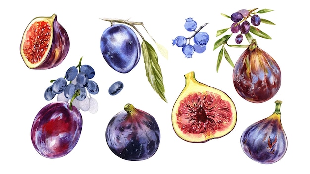 Zestaw dojrzałych owoców figowych plasterek śliwki jagody winogronowe oliwki na białym tle na biały akwarela handrawing botaniczny