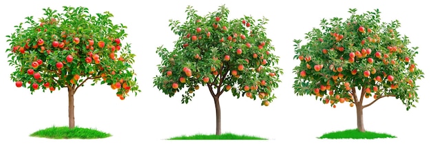 Zestaw drzew jabłkowych odizolowanych na białym lub przezroczystym tle, zbliżenie drzew Jabłkowych z