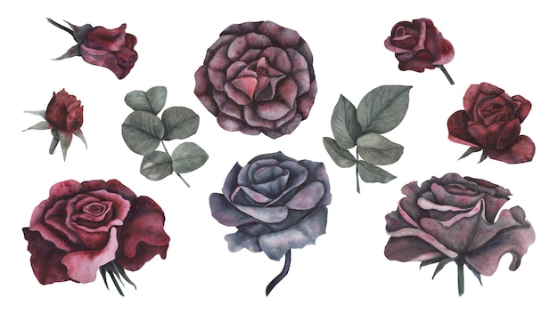 Zestaw gotyckiej róży z liśćmi magiczna tekstura na białym tle Akwarela ręcznie rysowane szkic botaniczny iIlustracja Sztuka do projektowania mistyczne halloween czarownica dekoracja straszna kartka z pozdrowieniami
