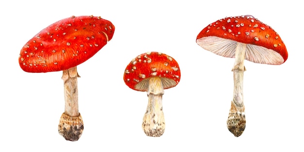 Zestaw grzybów akwarelowych Ilustracja botaniczna z czerwonymi grzybami Fly agaric amanita