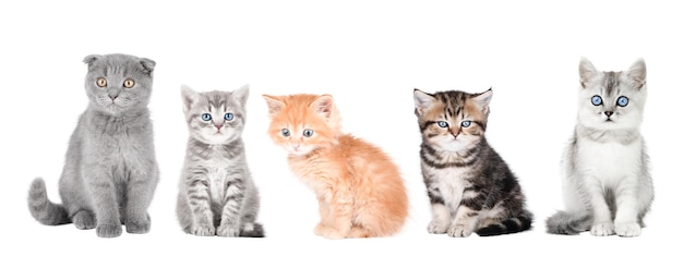 zestaw małych kociąt w szarych, brązowych i pomarańczowych kolorach na białym tle