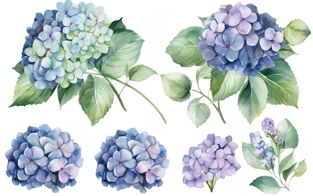 Zestaw niebieskich i fioletowych kwiatów hortensji.