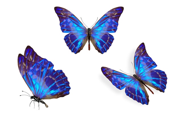 Zestaw niebieskich tropikalnych błyszczących motyli. na białym tle
