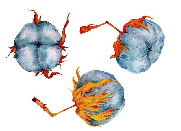 Zdjęcie zestaw roślin bawełnianych gossypium akwarela ilustracja ręcznie rysowane kwiat bawełny organicznej