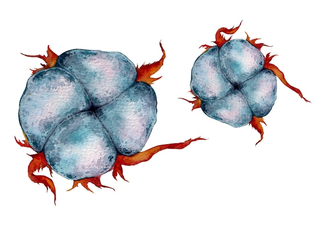 Zdjęcie zestaw roślin bawełnianych gossypium akwarela ilustracja ręcznie rysowane kwiat bawełny organicznej