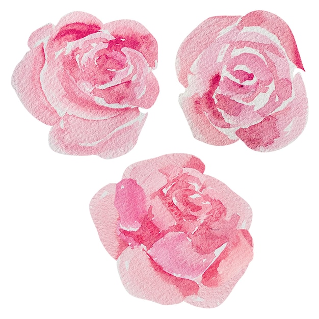 Zestaw różowych abstrakcyjnych róż malowanych ręcznie akwarelami do projektowania i dekoracji