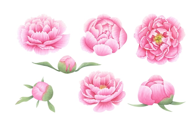 Zestaw różowych pąków kwiatowych pioni izolowanych na białej ręcznie narysowanej ilustracji botanicznej w akwarelach