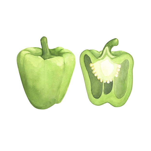 Zestaw zielonej papryki akwarela ilustracja warzywo papryka gotowanie izolowany na białym tle Sztuka projektowania