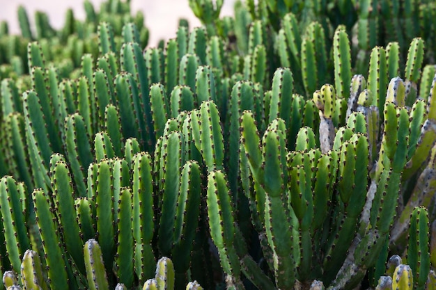 zestaw zielonych kaktusów z dużymi kolcami