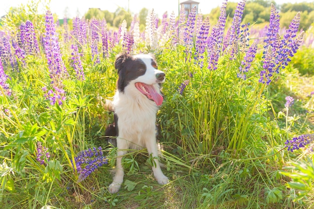 Zewnątrz Portret ładny Uśmiechnięty Szczeniak Border Collie Siedzi Na Trawie, Fioletowy Kwiat Stół