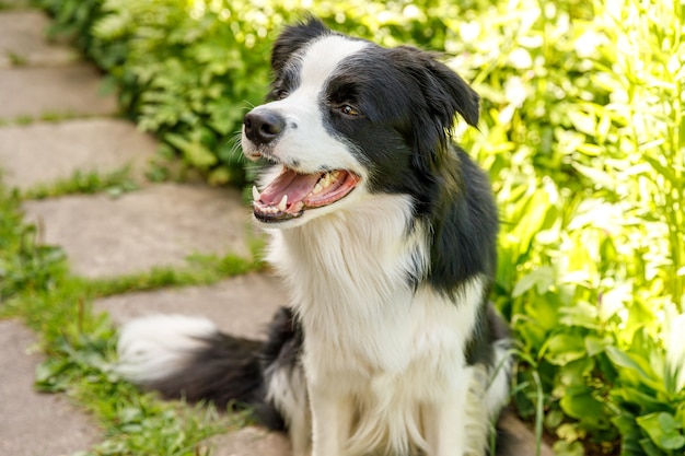 Zewnątrz Portret ładny Uśmiechnięty Szczeniak Border Collie Siedzi Na Trawie