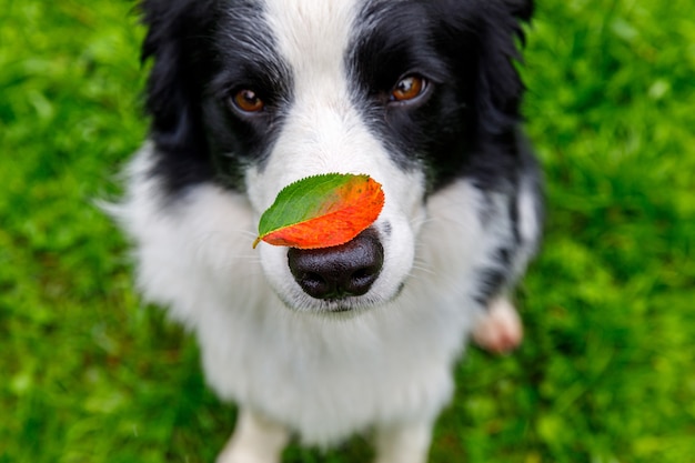 Zewnątrz portret ładny zabawny szczeniak pies rasy border collie z czerwonymi liśćmi na nosie, siedząc w jesiennym parku. Pies wąchający jesienne liście na spacer. Zbliżenie, selektywne skupienie. Zabawna koncepcja zwierzaka