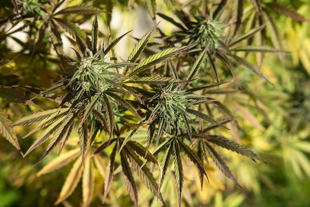 Zewnętrzna roślina kwiatów konopi z pąkami marihuany