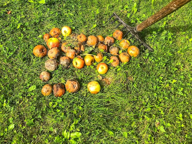 Zgniłe jabłka leżą na ziemi na zielonej świeżej trawie zepsute spleśniałe owoce są grabione do utylizacji