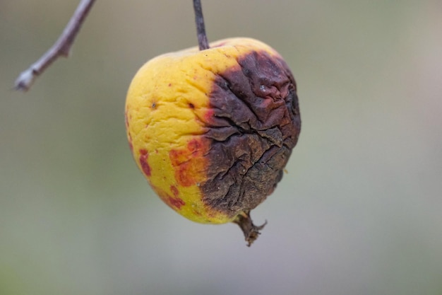 Zdjęcie zgniłe jabłko na gałęzi rolnictwo środek zaradczy dla koncepcji chorób drzew