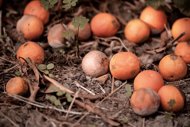 Zgniłe mandarynki na suchej trawie w ogrodzie owocowym, sezonowe tło
