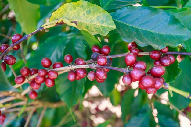 Zdjęcie ziarna kawy rosnące na drzewie kawowym na wsi brazylii