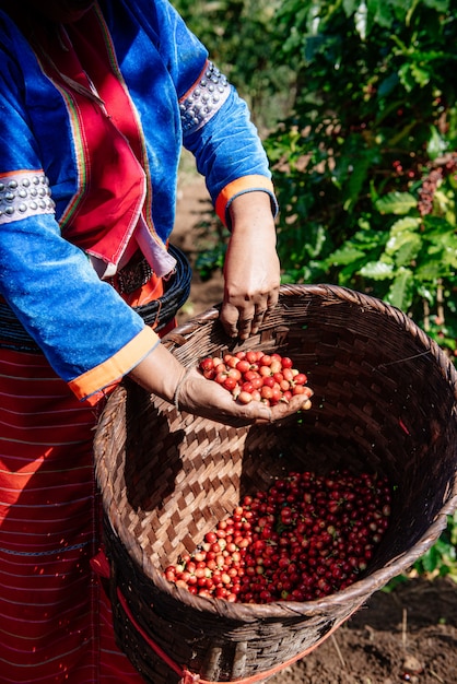 Ziarna Kawy Z Plantacji Kawy, Ziarna Kawy Arabica.