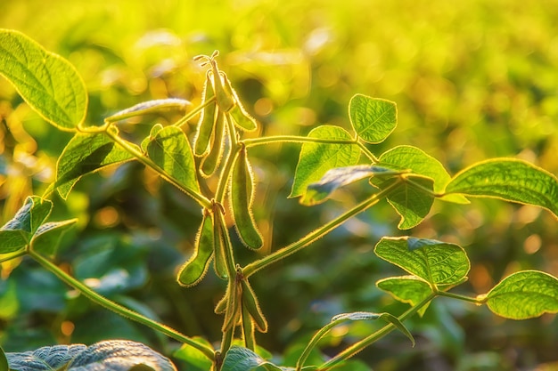 Ziarna soi rosną na polu. Selektywne skupienie. Natura.