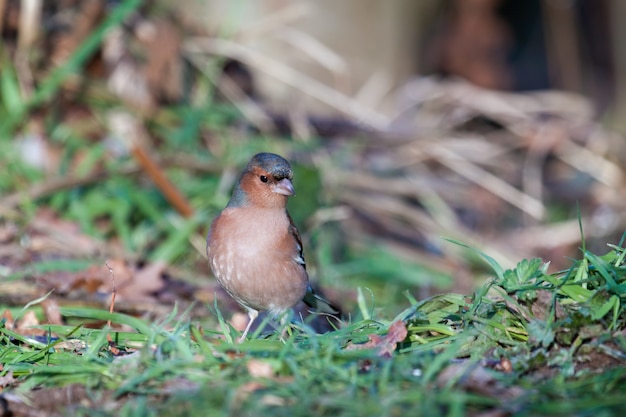 Zięba (fringilla coelebs) na ziemi