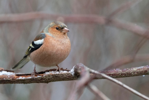 Zięba zwyczajna Fringilla coelebs Avila Hiszpania