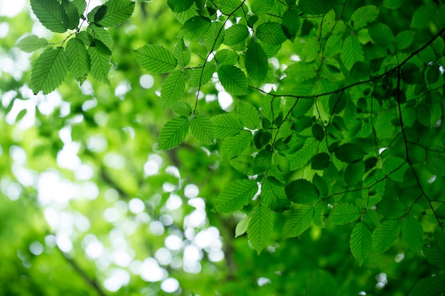 Zieleń liście na zielonych tło