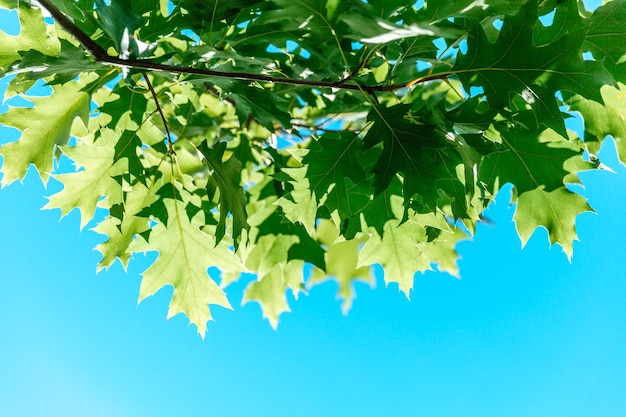 Zieleń liście przeciw niebieskiemu niebu