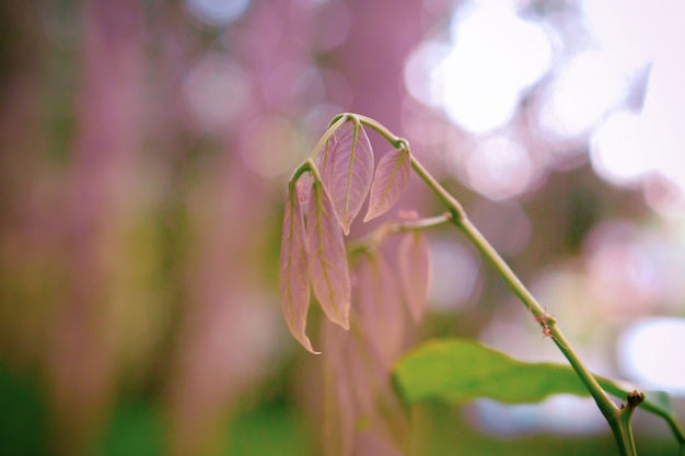 Zieleń liście z bokeh światła wiosny natury tapety tłem