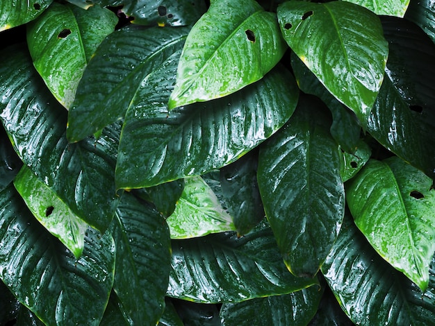 Zieleń liście z wodnymi kroplami dla naturalnego tła.
