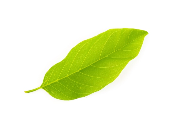 Zieleń opuszcza naturę na białym tle